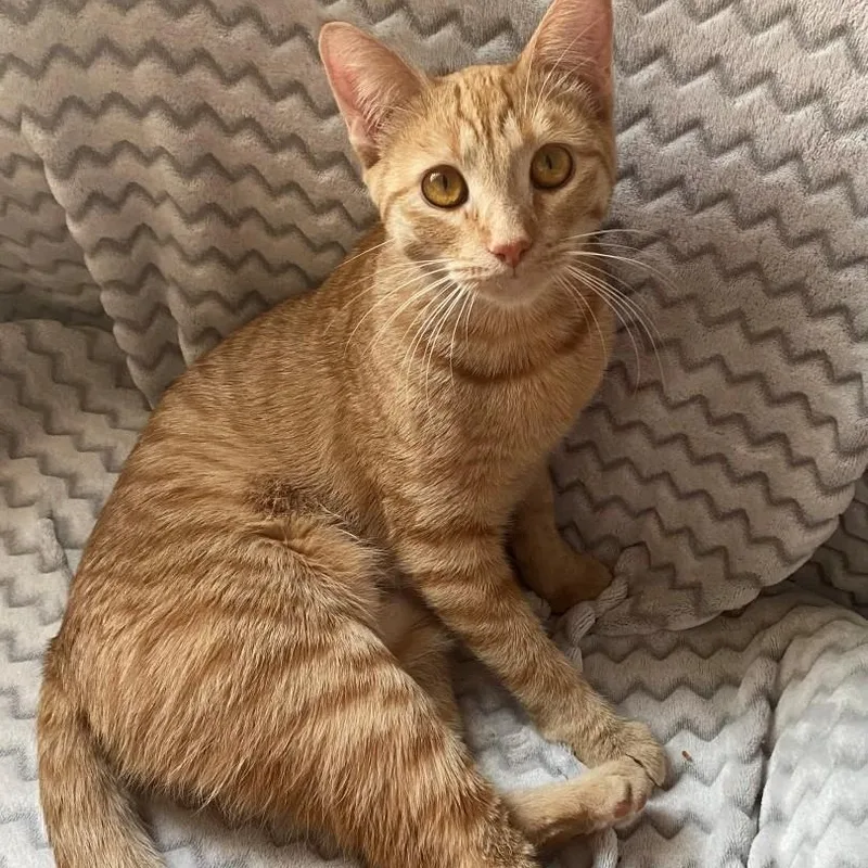 Trixie Kelsang thumbnail 3