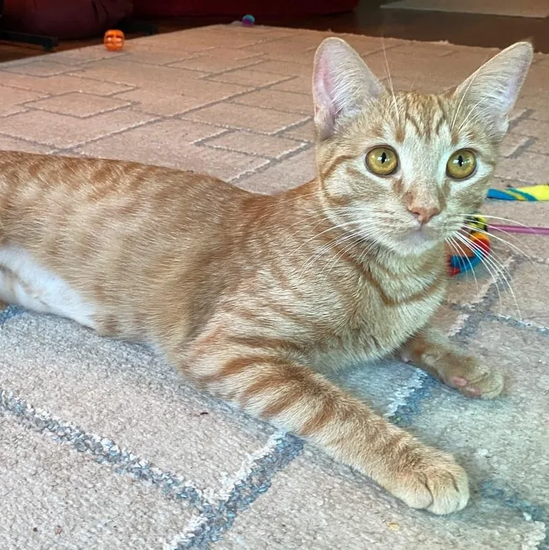 Trixie Kelsang thumbnail 4