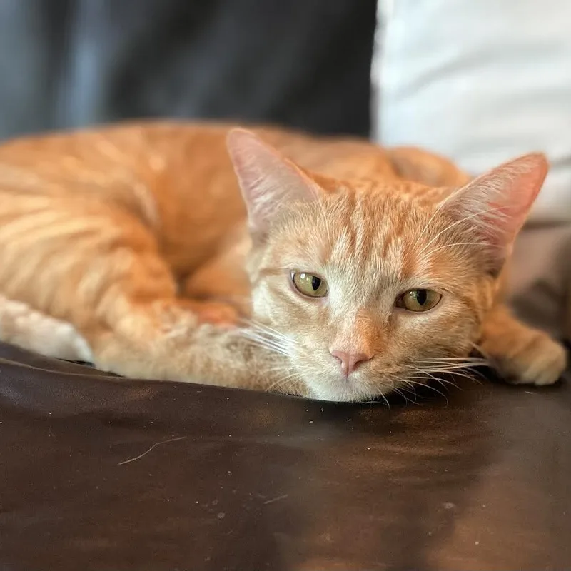 Trixie Kelsang thumbnail 5