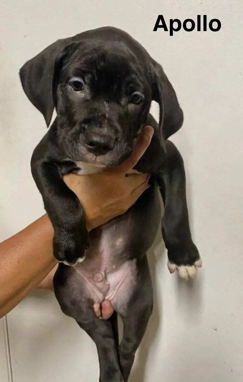 A baby medium-sized male Labrador Retriever dog named Apollo for adoption in Manchester, CT