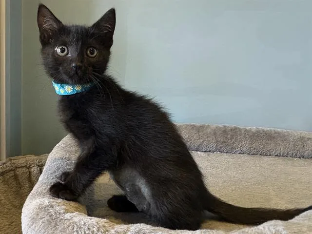 A baby small-sized female Domestic Short Hair cat named Bliss for adoption in Santa Clara, CA
