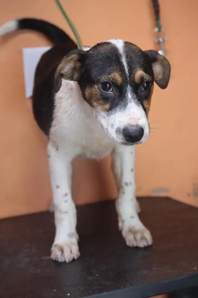 A baby medium-sized male Tricolor (Brown, Black, & White) Hound dog named Dallas for adoption in Statesville, NC