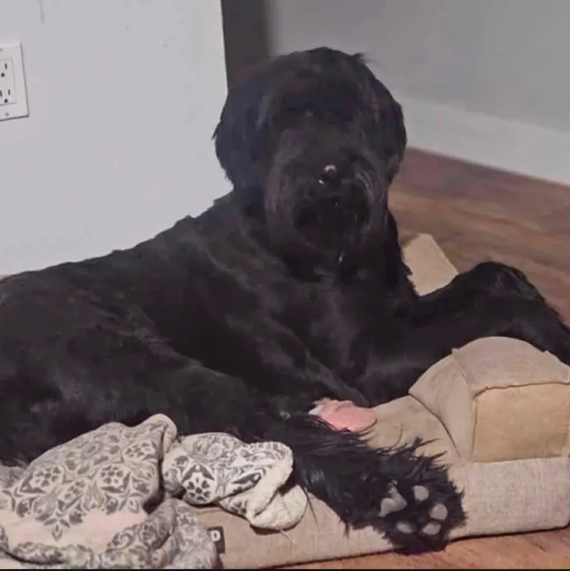 An adult large-sized female Giant Schnauzer dog named Lilo for adoption in San Diego, CA