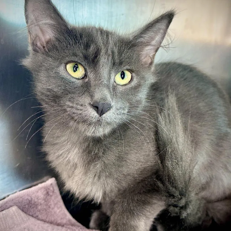 A baby small-sized female Gray / Blue / Silver Domestic Long Hair cat named Nebula for adoption in Matteson, IL