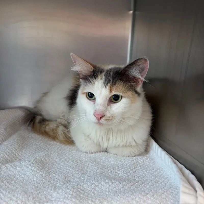 An adult large-sized female Calico Domestic Medium Hair cat named Mochi for adoption in Council Bluffs, IA