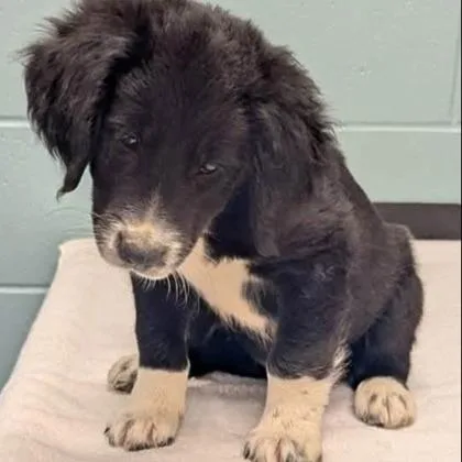 A young large-sized male Labrador Retriever dog named Pluto for adoption in Kansas City, MO