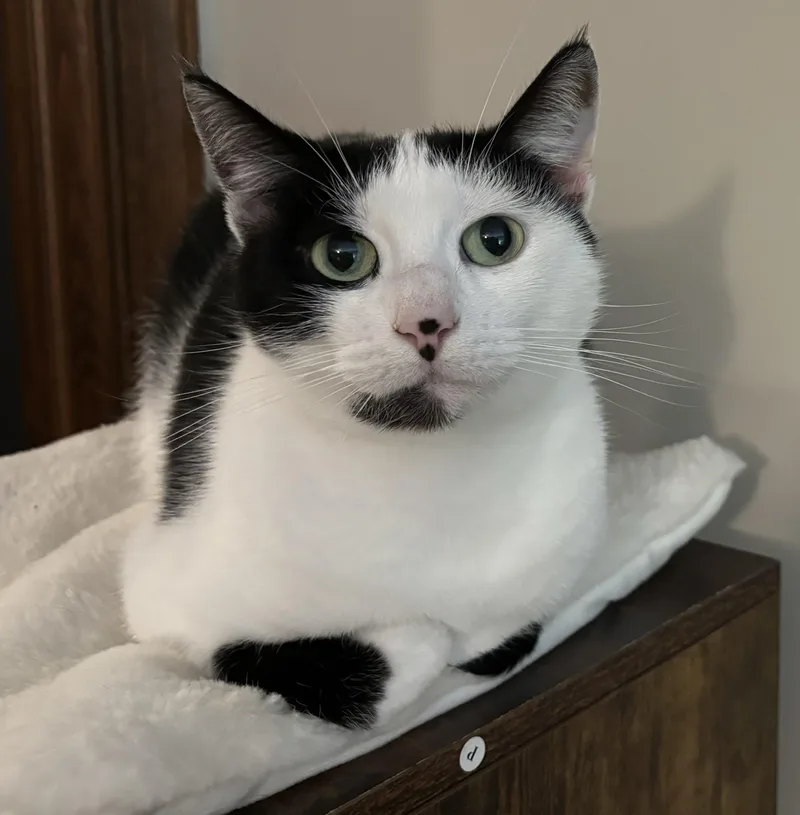 Esmeralda thumbnail 3