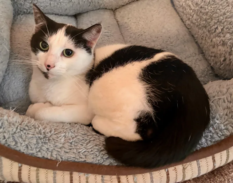 Esmeralda thumbnail 4