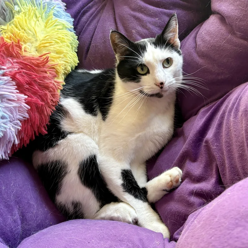 Esmeralda thumbnail 5