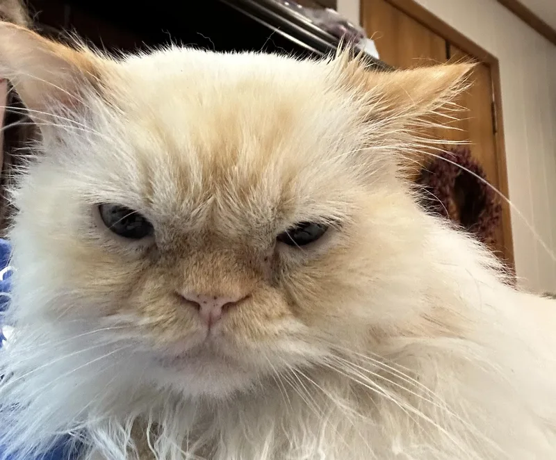 A senior medium-sized male Cream Point Himalayan cat named Butters for adoption in Farmington Hills, MI