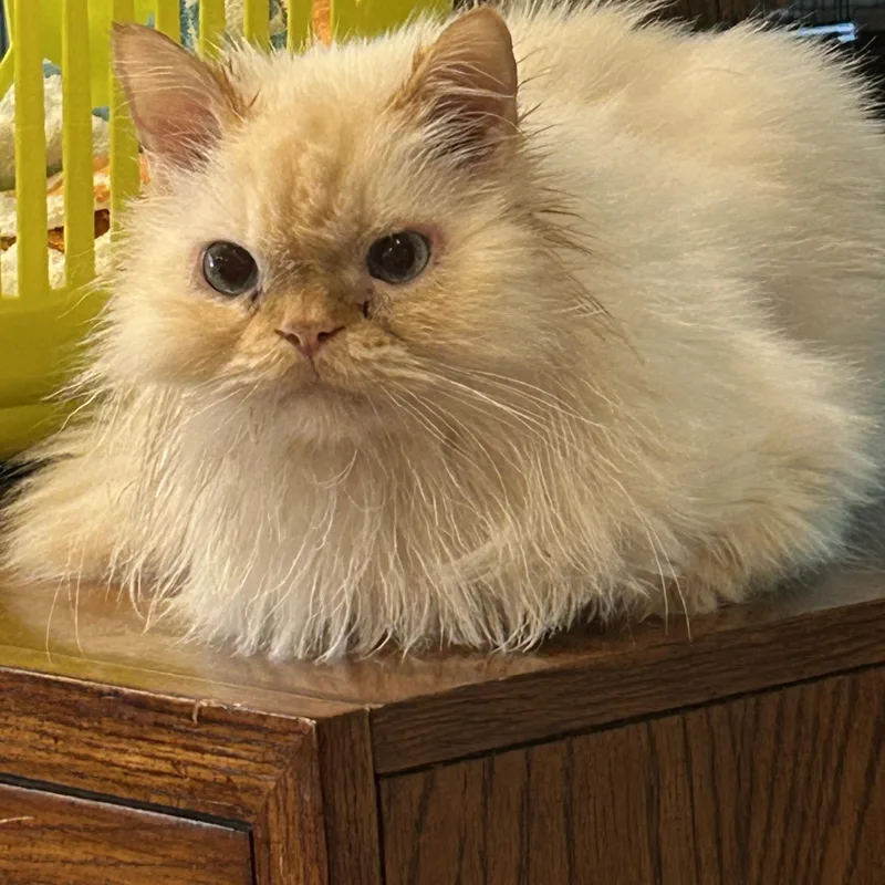 Butters thumbnail 2
