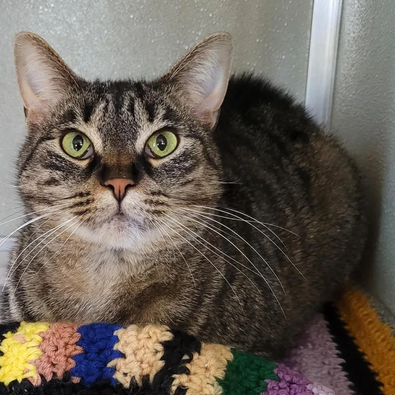 An adult large-sized female Gray / Blue / Silver Domestic Short Hair cat named Syrah for adoption in Chesapeake, VA