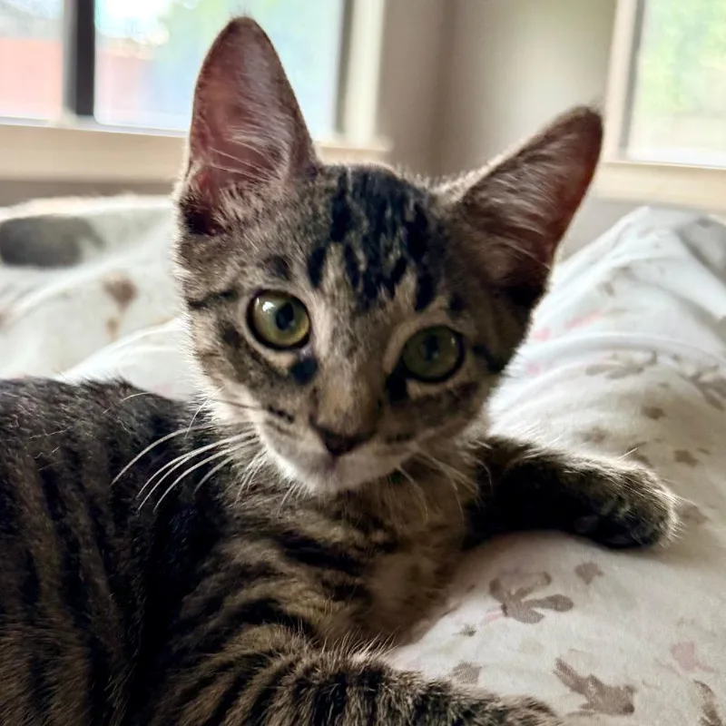 A baby small-sized female Brown / Chocolate Domestic Short Hair cat named Lilly Jane for adoption in Houston, TX