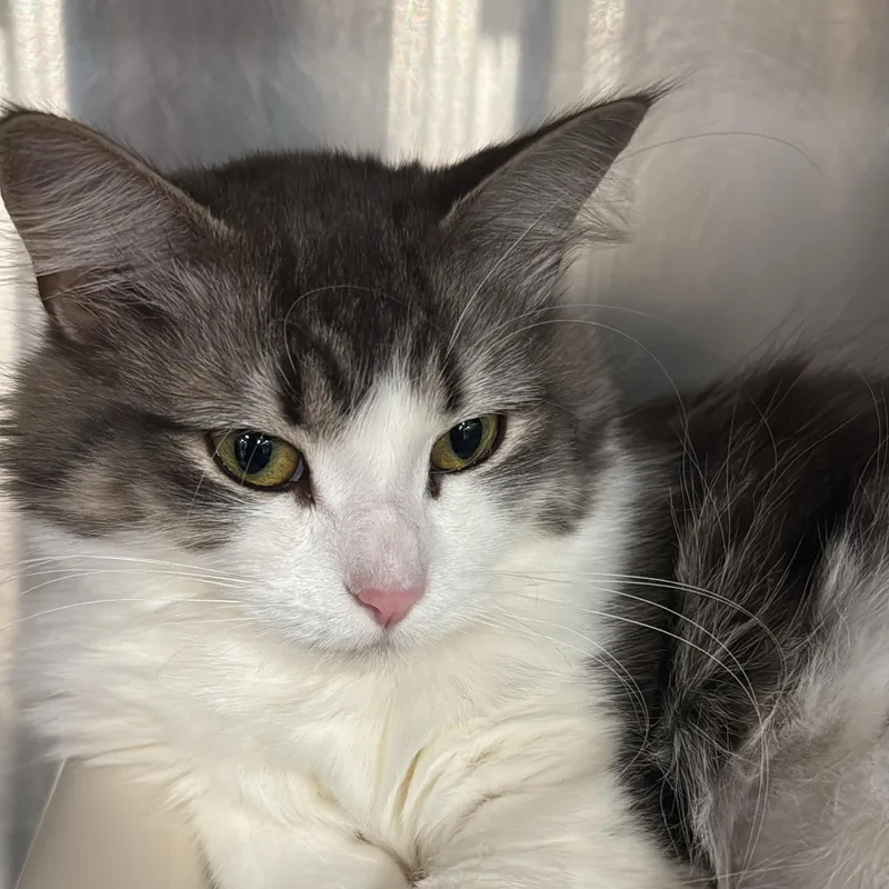 A young small-sized female Tabby (Tiger Striped) Domestic Medium Hair cat named Lola Fka Autumn for adoption in Maple Shade, NJ