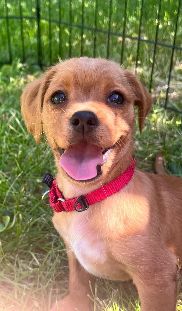 Clover thumbnail 5