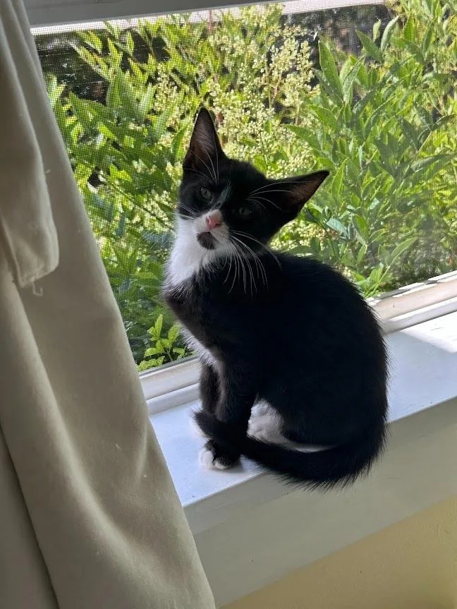 A baby medium-sized male Domestic Short Hair cat named Figaro for adoption in Shoreline, WA