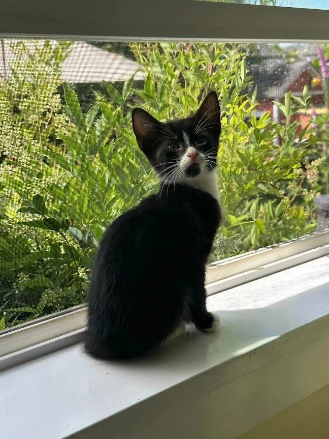 Figaro thumbnail 2