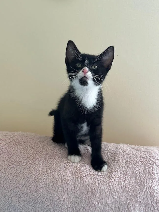Figaro thumbnail 6