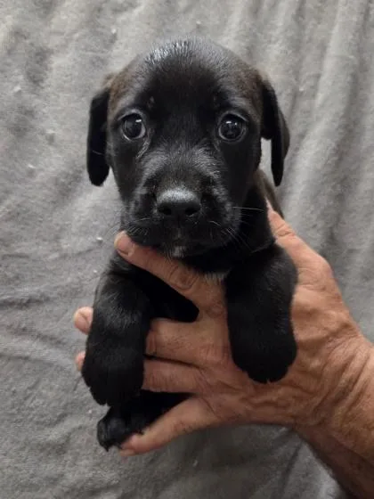 A baby medium-sized male Labrador Retriever dog named Marshall for adoption in Malvern, PA