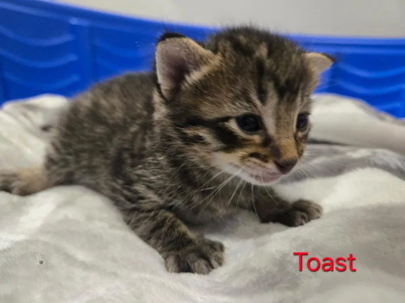 A young medium-sized male Domestic Medium Hair cat named Toast for adoption in Montgomery, TX