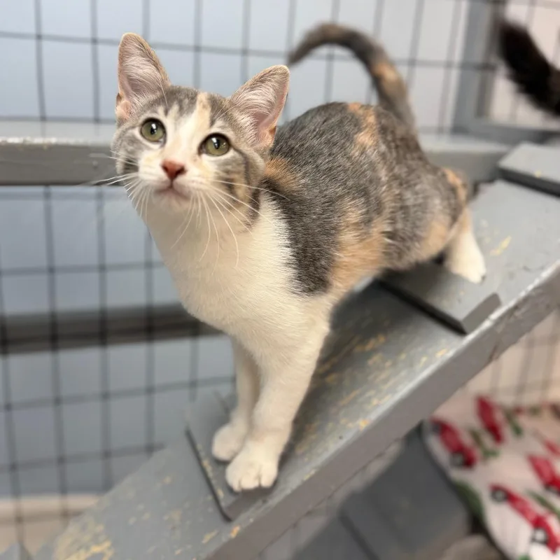 A baby small-sized female Domestic Short Hair cat named Chrissy for adoption in Portage, MI