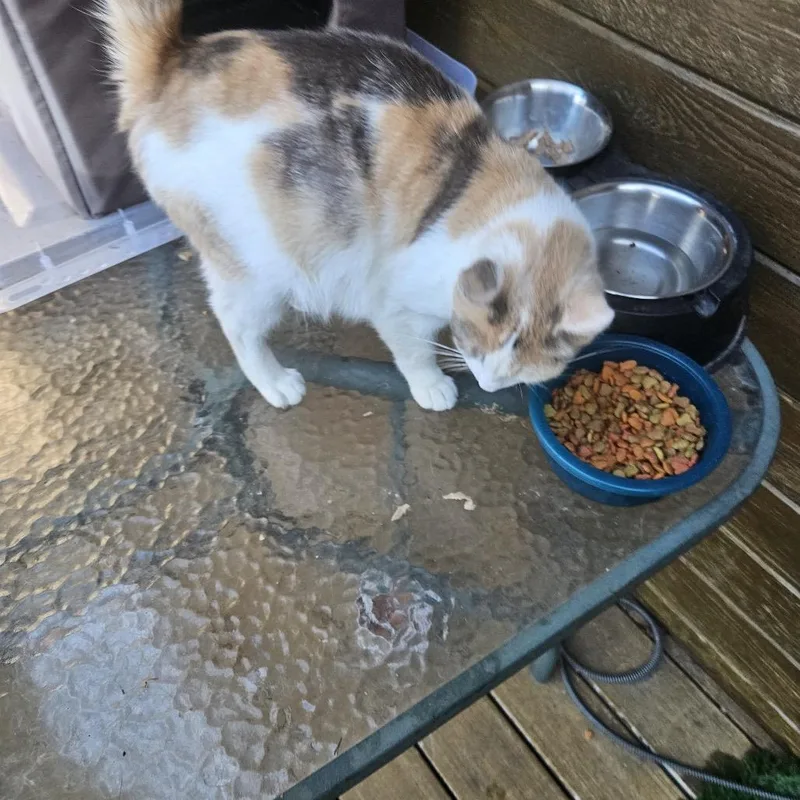 An adult small-sized female White Exotic Shorthair cat named Found Dodge Center for adoption in Rochester, MN