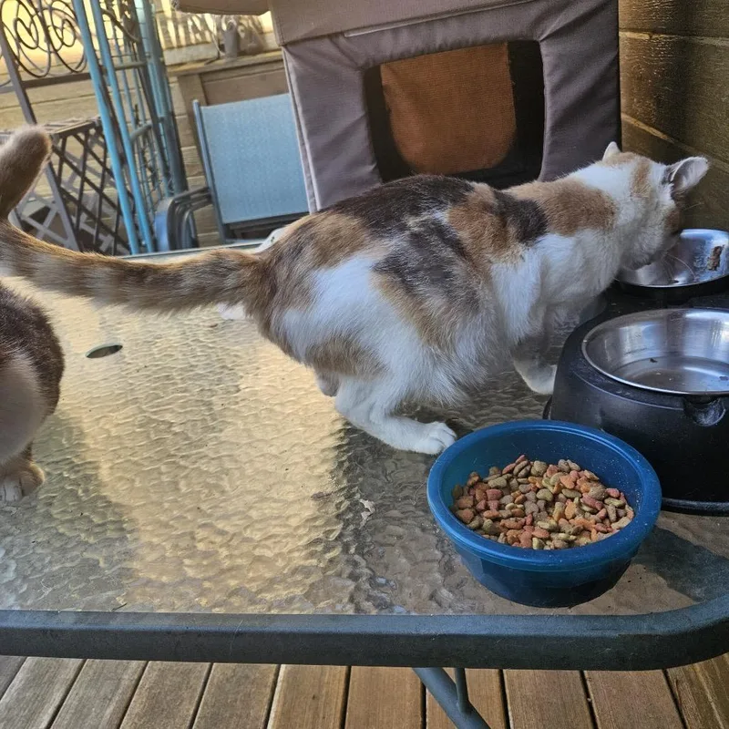 Found Dodge Center thumbnail 2