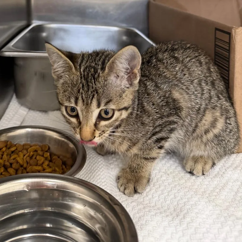 A baby small-sized female Brown / Chocolate Domestic Short Hair cat named Rosie for adoption in Auburn, AL