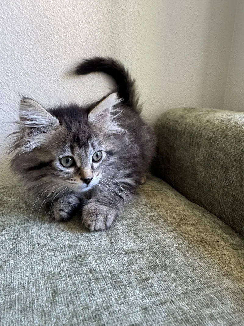 A baby medium-sized female Tabby (Gray / Blue / Silver) Domestic Long Hair cat named Tilly for adoption in Ephrata, WA