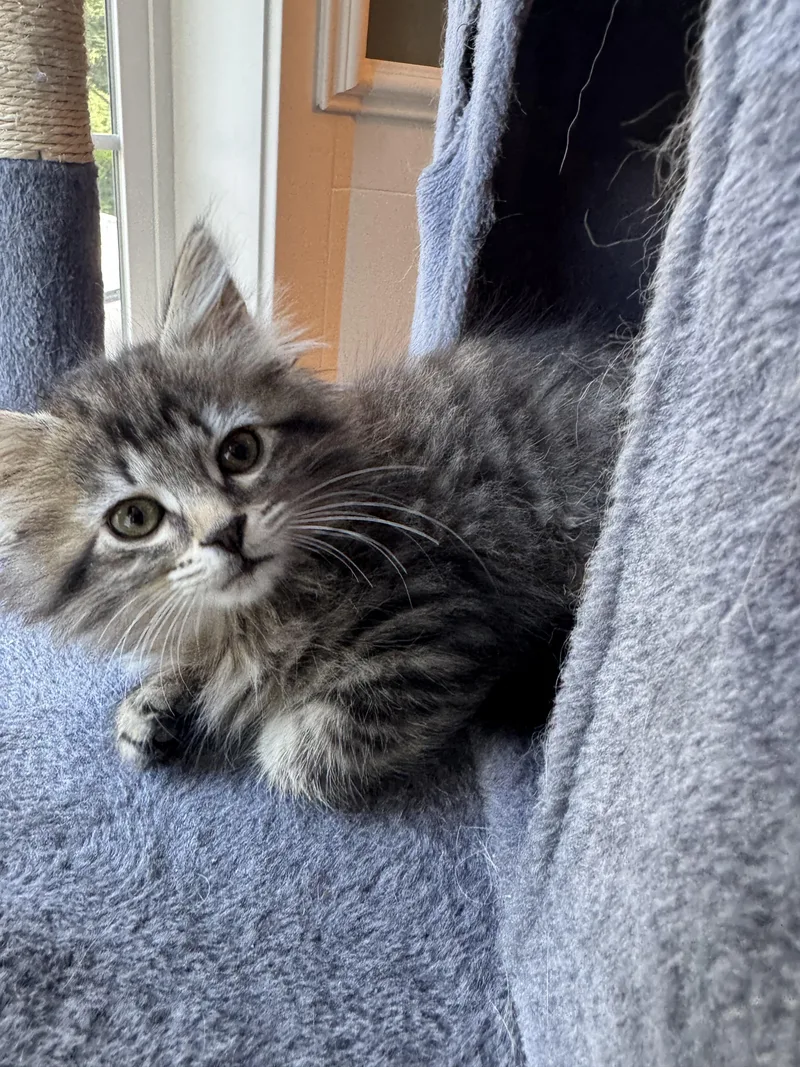 Tilly thumbnail 3
