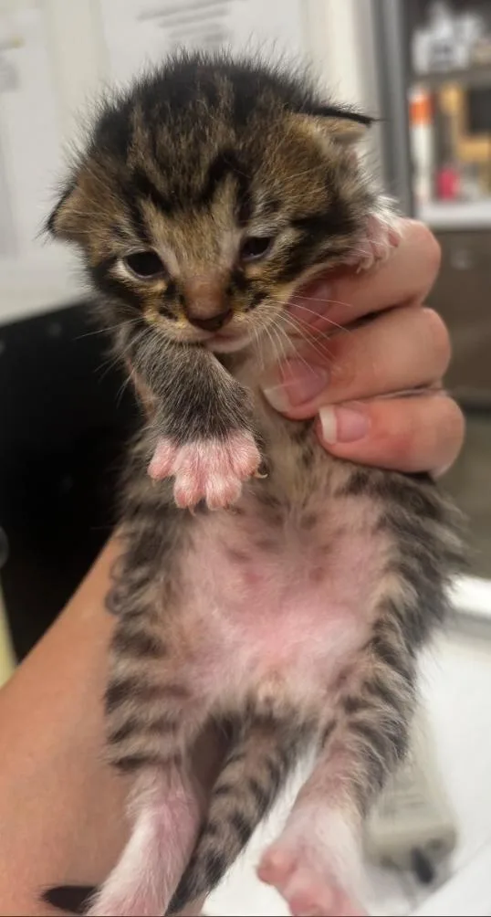 A baby small-sized male Domestic Short Hair cat named Joey for adoption in Greenfield, IN