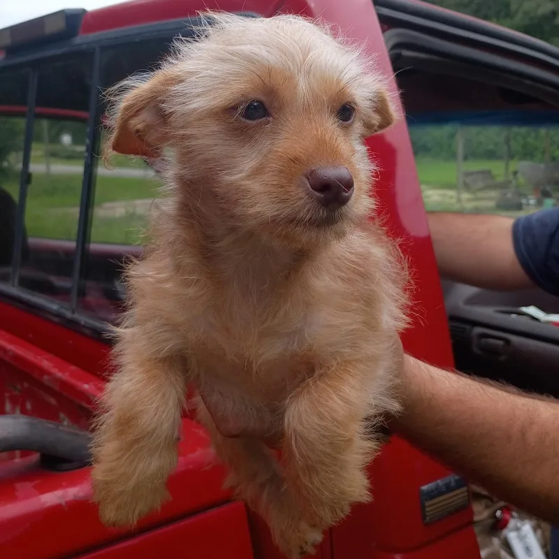A baby small-sized female Yorkshire Terrier dog named Sissy for adoption in Danville, VT