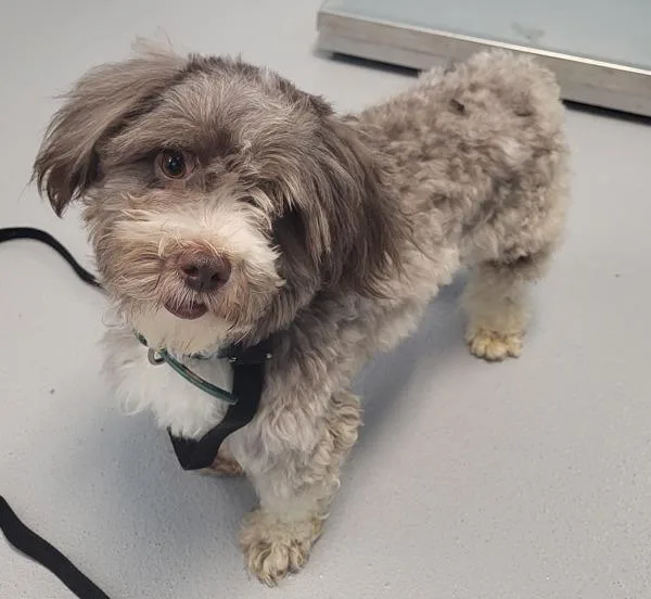 An adult small-sized male Shih Tzu dog named Pen Balto for adoption in Lawrenceville, GA