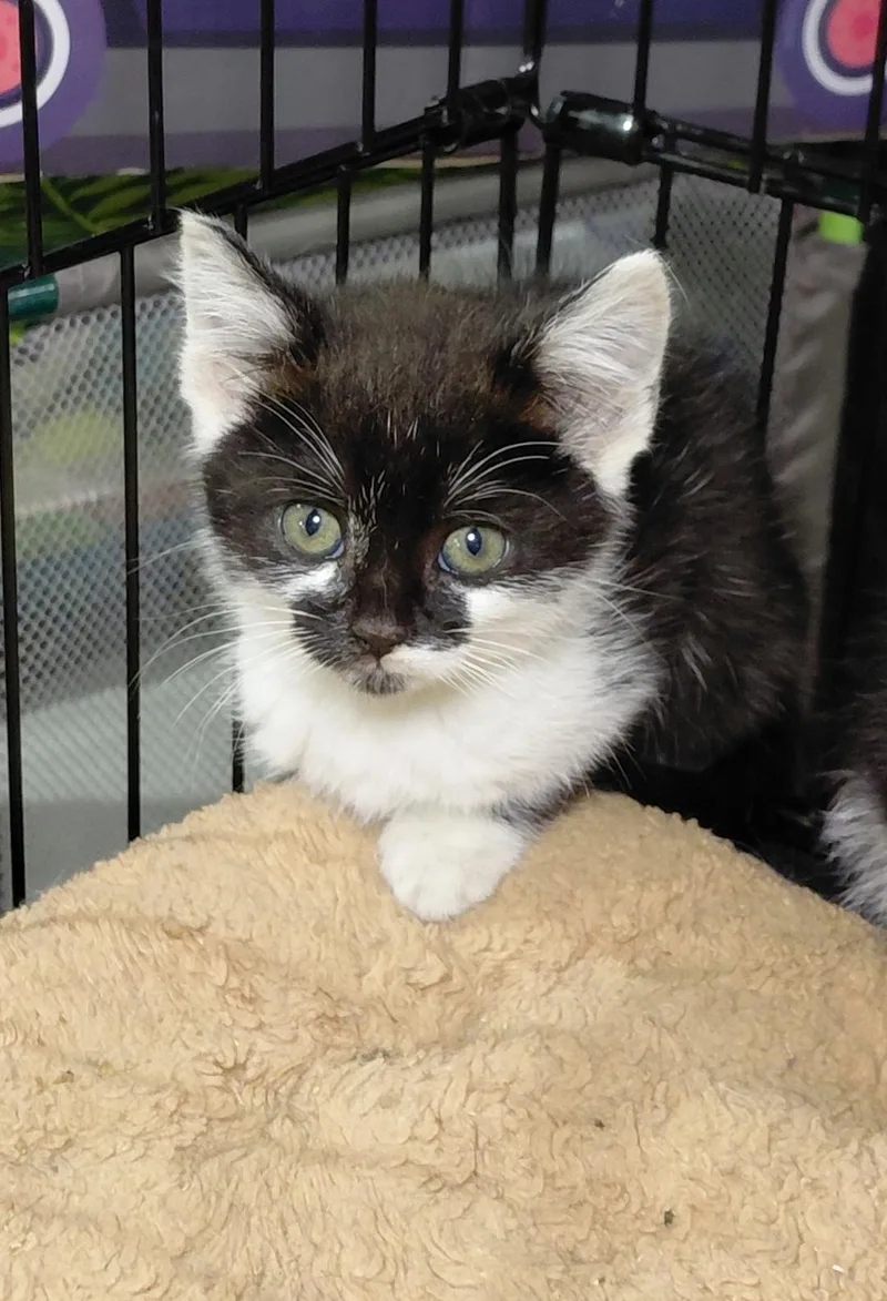 A young medium-sized female Black & White / Tuxedo Domestic Short Hair cat named Waffle for adoption in Bethpage, NY