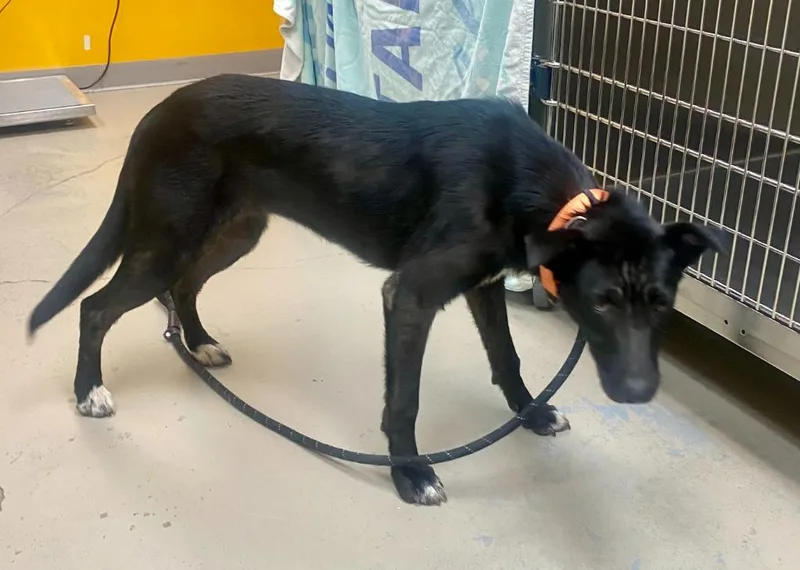 A young medium-sized female Labrador Retriever dog named Leslie for adoption in Bryant, AR