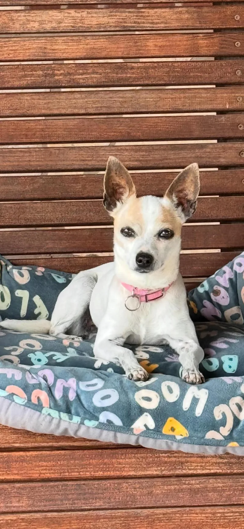 An adult small-sized female Chihuahua dog named Coco for adoption in Blue Bell, PA