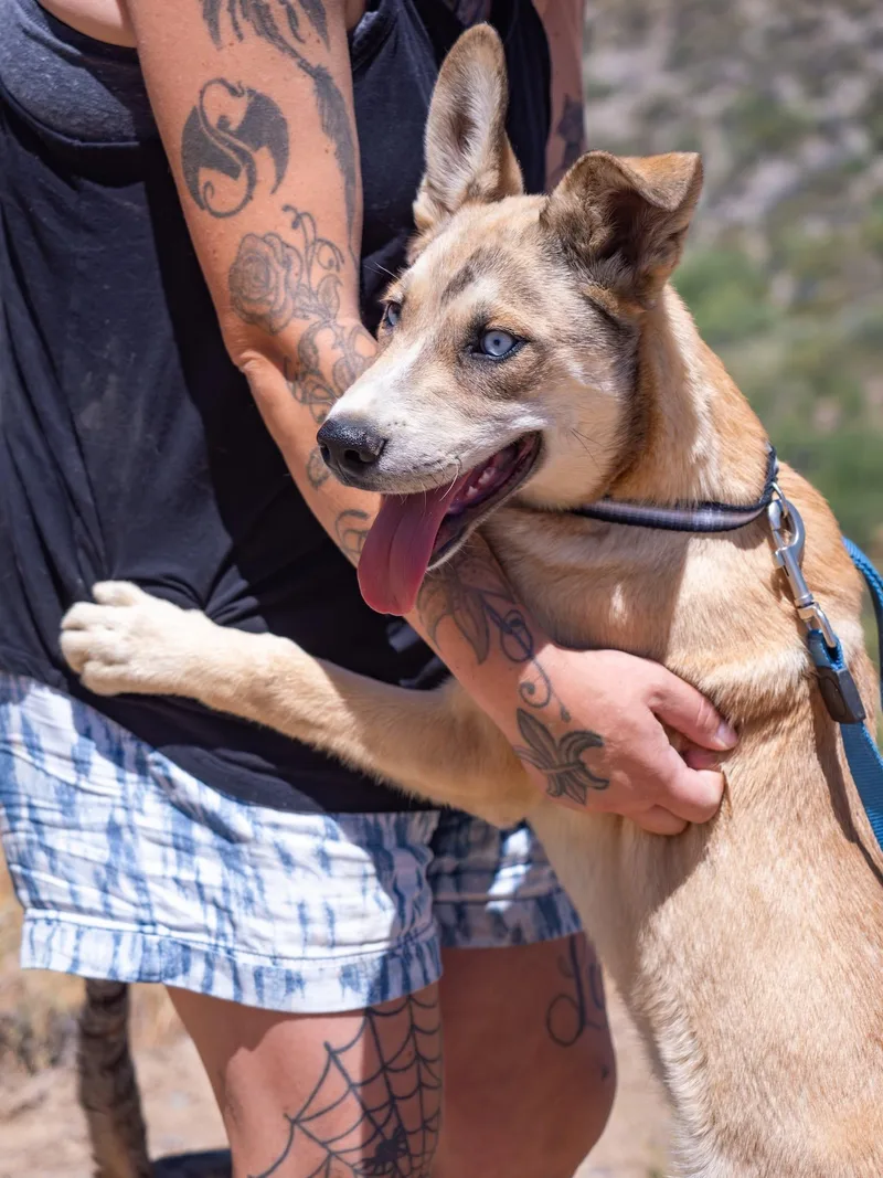 A young small-sized male Apricot / Beige Siberian Husky dog named Scooby for adoption in Globe, AZ