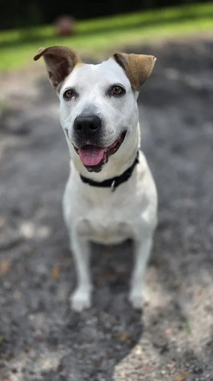 A young medium-sized female Terrier dog named Ellie for adoption in Palm Coast, FL