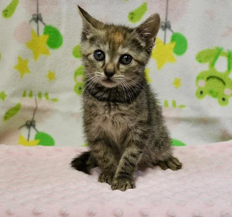 A baby small-sized female Domestic Short Hair cat named Althea for adoption in Clinton, SC