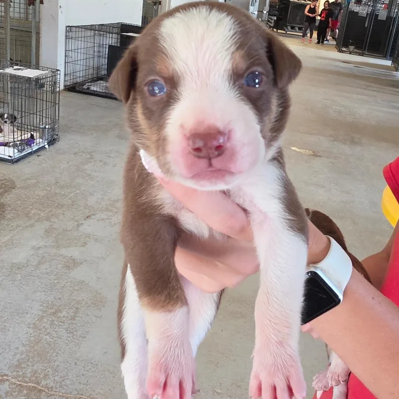 A baby small-sized female Brown / Chocolate Mixed Breed dog named Viola for adoption in Leander, TX