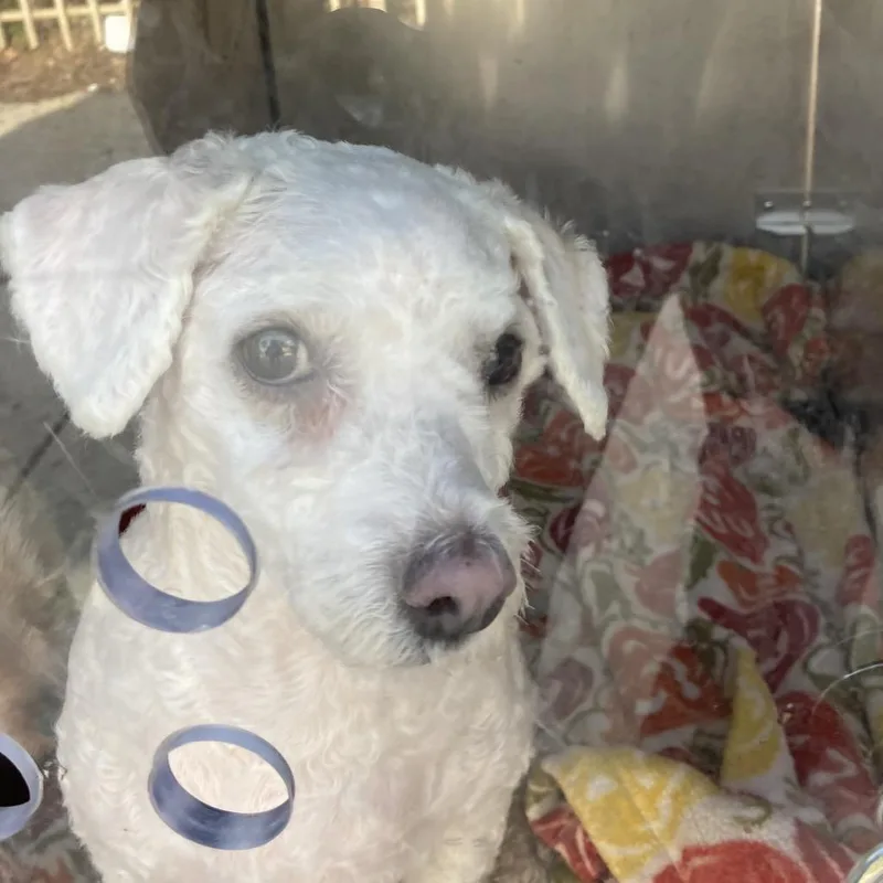 An adult small-sized male White / Cream Poodle dog named Tangyuan for adoption in Philadelphia, PA
