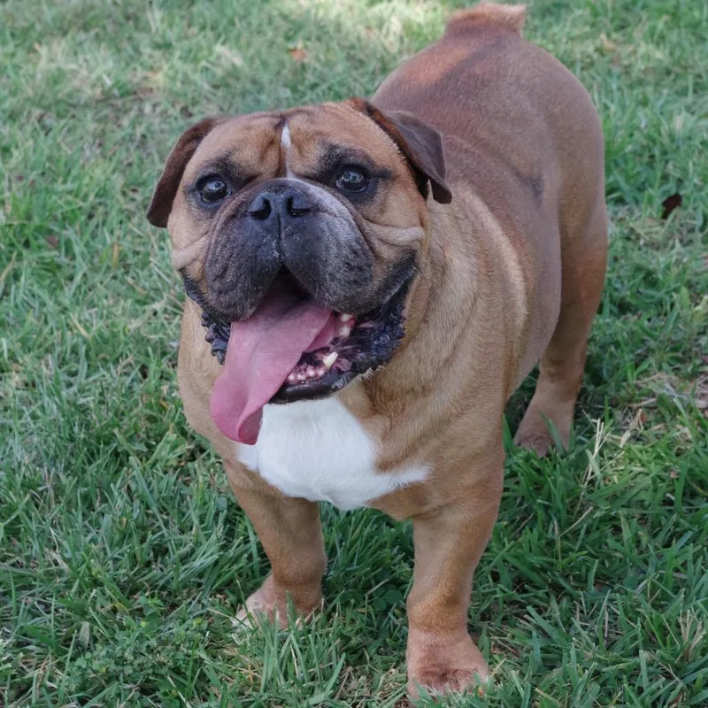 A senior medium-sized male Yellow / Tan / Blond / Fawn English Bulldog dog named Koda for adoption in Miami, FL