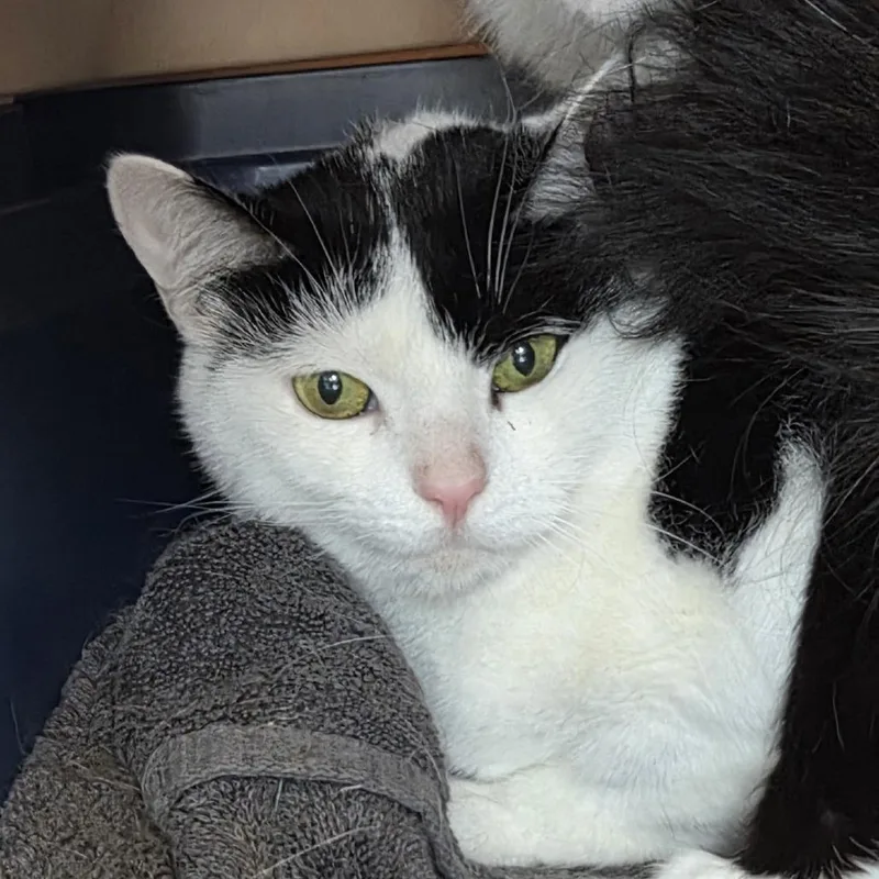 An adult medium-sized female White Domestic Short Hair cat named Mishka for adoption in Brimfield, MA