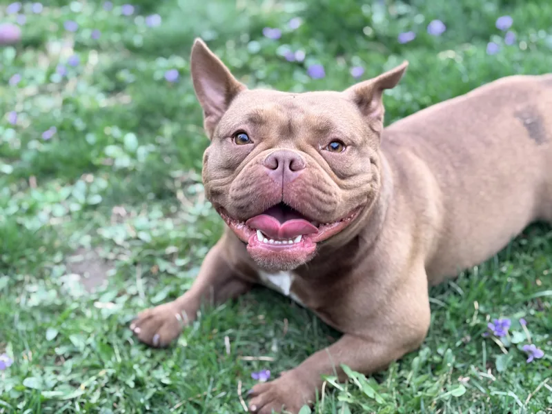 A young medium-sized female Yellow / Tan / Blond / Fawn American Bully dog named Peep for adoption in White Oak, PA