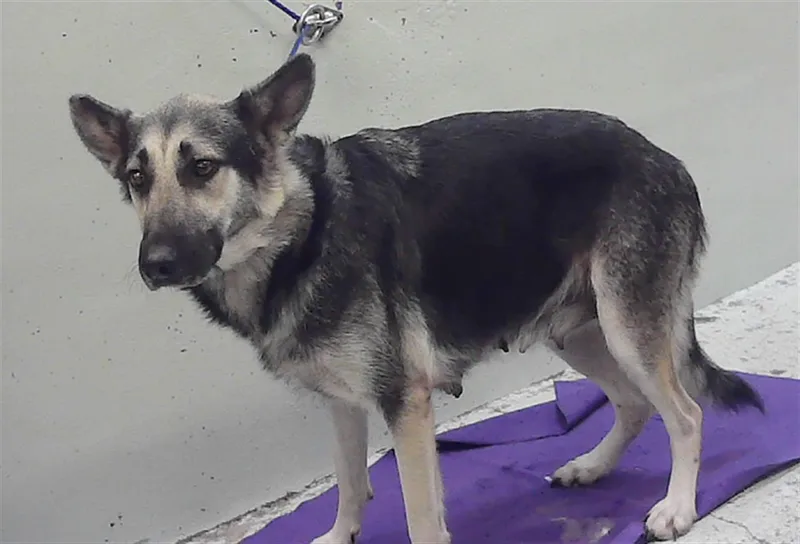 An adult large-sized female German Shepherd Dog dog named Athena for adoption in Houston, TX