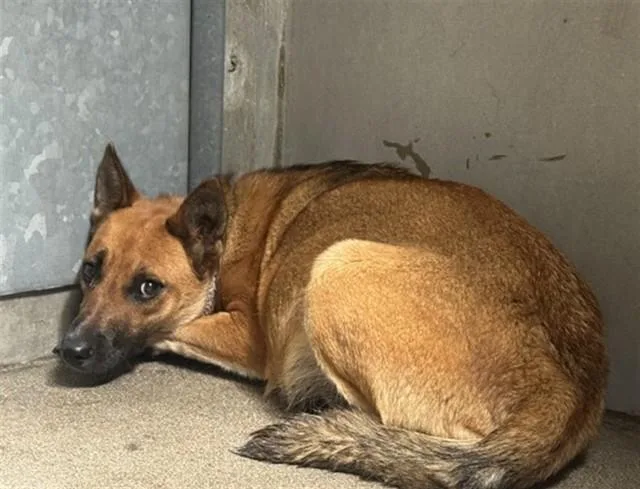 A young large-sized female German Shepherd Dog dog named Eunice for adoption in San Bernardino, CA