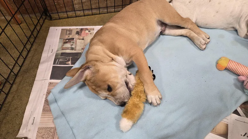 A baby medium-sized male Hound dog named Neptune for adoption in Hillsdale, NY