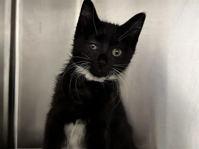 A baby small-sized male Domestic Short Hair cat named Jean for adoption in Pueblo, CO