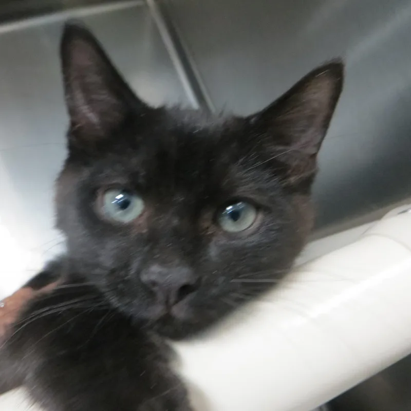A young medium-sized male Black Domestic Medium Hair cat named Blended Family for adoption in Brockton, MA