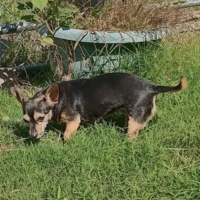 An adult small-sized female Chihuahua dog named Bella for adoption in Kentwood, MI
